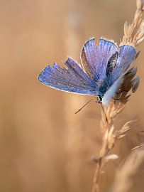 Icare bleu sur Femke Straten