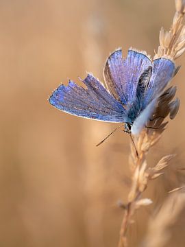 Icarusblauwtje van Femke Straten