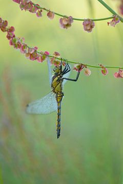 Libelle hängt an Sauerampfer