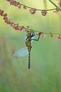 Dragonfly hangs on sorrel by Moetwil en van Dijk - Fotografie thumbnail