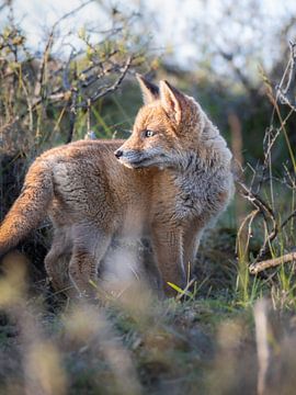 Fox cub looking back by Maurice Bachman