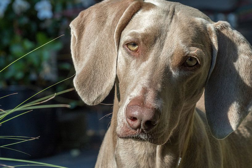 Weimarse staander par Antoon van Osch