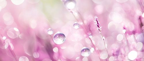 Delicate druppel magie