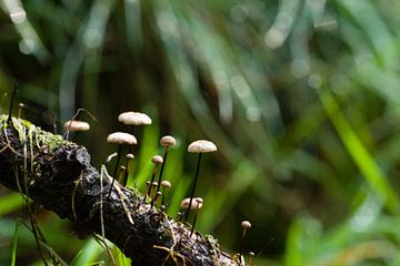 Kleine paddenstoelen in donkergroen bos van Dorota Talady