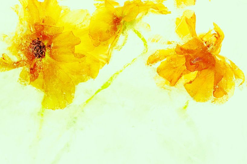 Ranunculus in Ice 3 - coloured green by Marc Heiligenstein