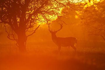 Sunset deer by Pim Leijen