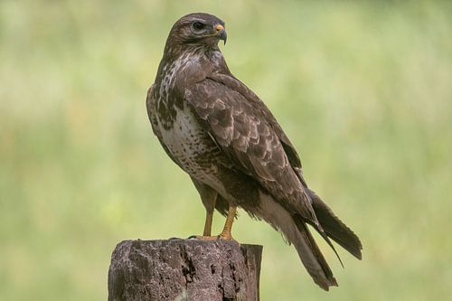 Buizerd op de uitkijk