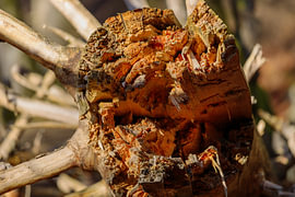 Abgebrochener Ast in warmem Sonnenlicht – Makro Holzstruktur