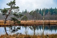 Grove den weerspiegeling in het water op de veluwe