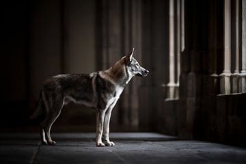 Wolf hond in een mooie donkere architectuur van Lotte van Alderen
