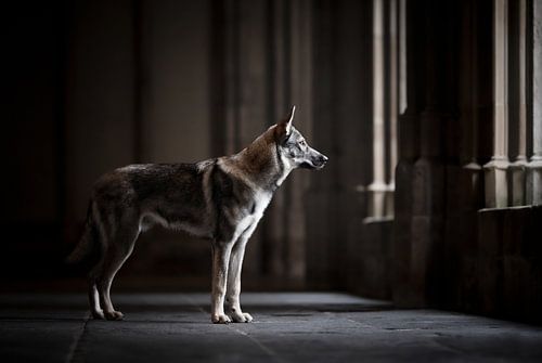 Wolf hond in een mooie donkere architectuur