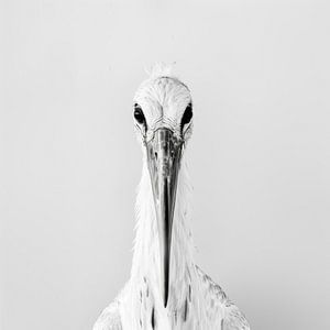 Storch