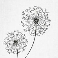 Paardenbloem, illustratie, schets, zwart wit