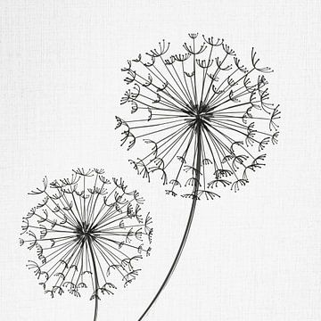 Dandelion, illustration, sketch, black and white by Color Square