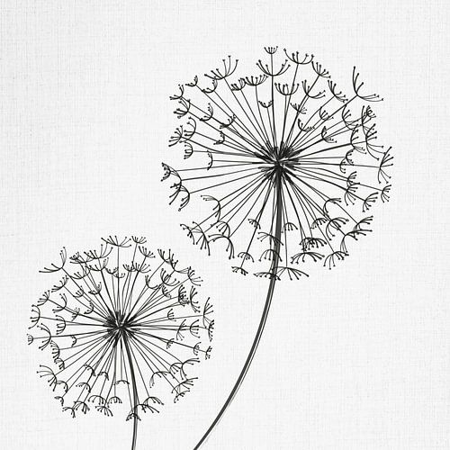 Löwenzahn, Illustration, Skizze, schwarz-weiß