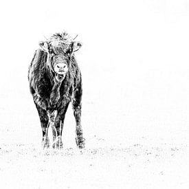 Junger Stier von Peter Ruijs