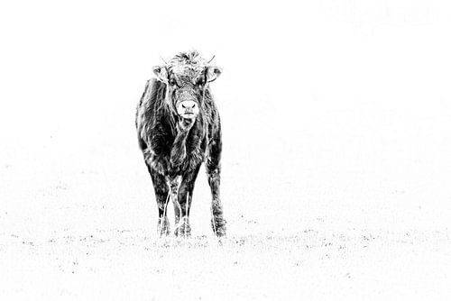 Junger Stier von Peter Ruijs