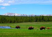 Wild buffalo in Hayden Valley in Yellowstone National Park by Thomas Zacharias thumbnail