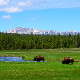 Wild buffalo in Hayden Valley in Yellowstone National Park by Thomas Zacharias