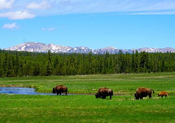 Wilde buffels in Hayden Valley in Yellowstone National Park van Thomas Zacharias