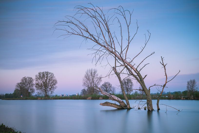 Dode boom in het water par Jan van der Vlies