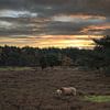 Kudde Drentse Heideschapen tijdens zonsondergang op de heide in het bos van Wildlife Designs