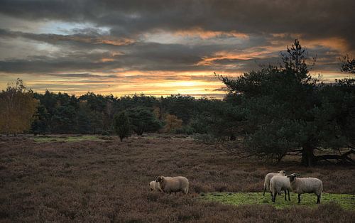 Flock of Drenthe Heath Sheep during sunset on the heathland in the forest