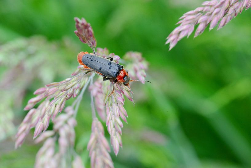 Soldatenkäfer Nahaufnahme von Berit Kessler