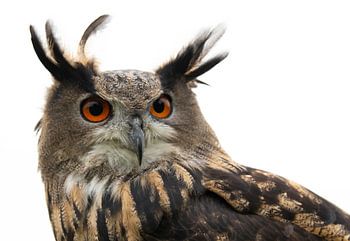 Porträt eines Uhus mit orangefarbenen Augen