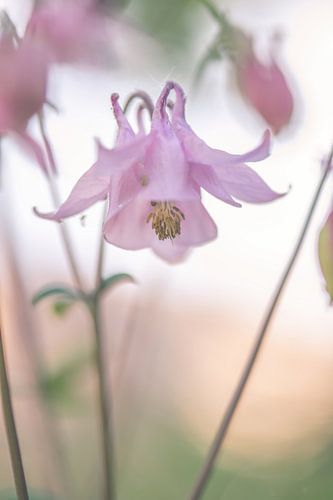 flowers part 302