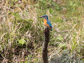 IJsvogel op een boomstam van Teresa Bauer