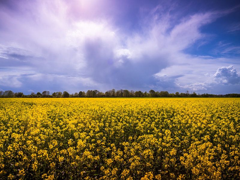 Wolkenspel boven Frans koolzaadveld von Rijk van de Sandt