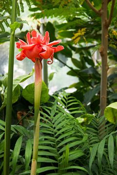 Tropische Blume im Garten von StudioMaria.nl