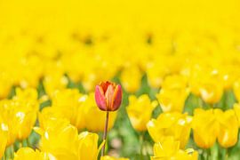 Eine rote Tulpe in einem Feld voller gelber Tulpen von Sjoerd van der Wal Fotografie