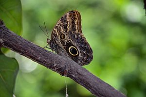 Butterfly in green sur Lizet Wesselman