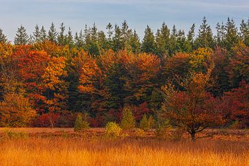 Herbst in Drenthe von Henk Meijer Photography