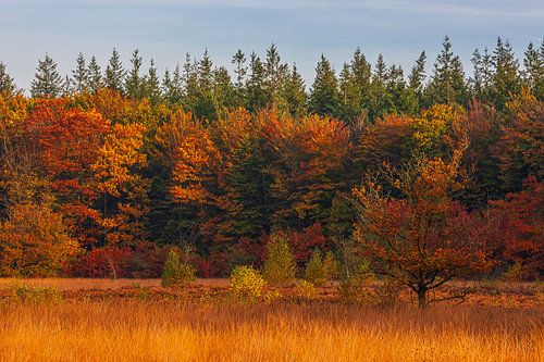 Herfst in Drenthe