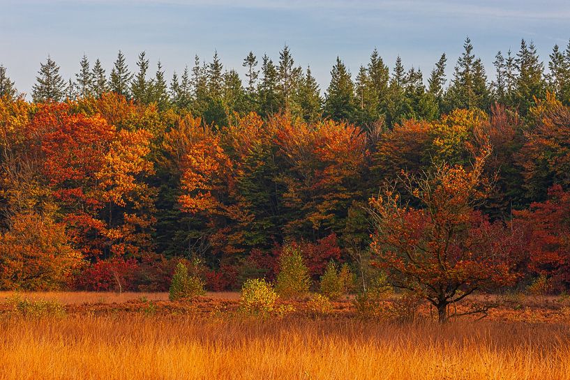 Herbst in Drenthe von Henk Meijer Photography