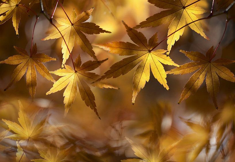 Autumn at its most beautiful by Bert Hooijer