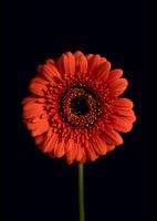 Fleur de gerbera orange