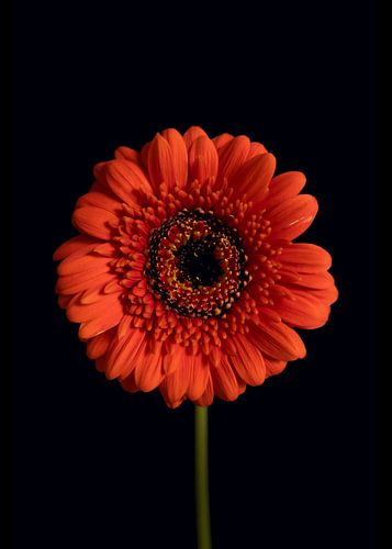 Orange Gerbera-Blüte
