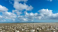 Texel