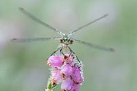 Libelle wärmt sich in der Sonne auf