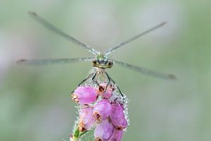 Libelle wärmt sich in der Sonne auf