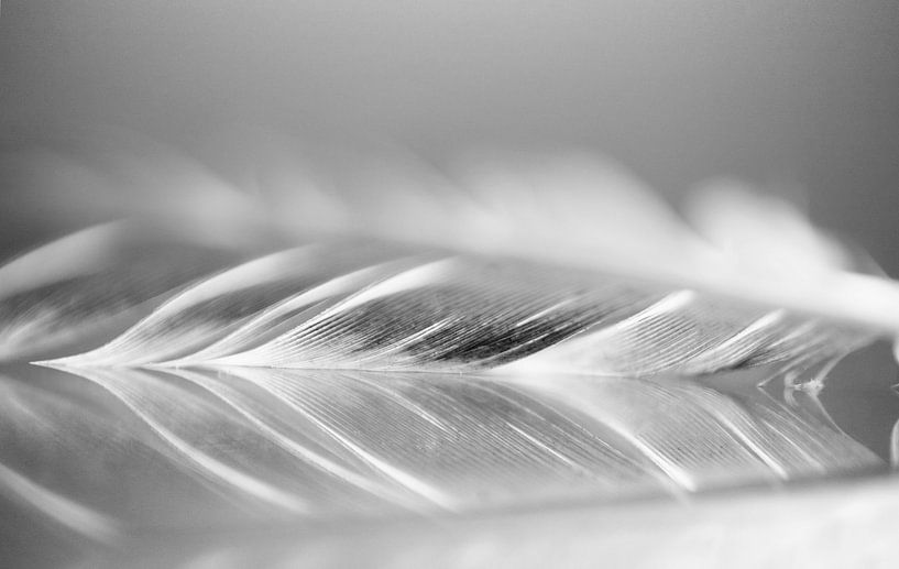 grey feather by hanny bosveld