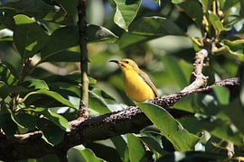 olijfrugzonnevogel (Cinnyris jugularis) Daintree Rainforest, Queensland, Australië