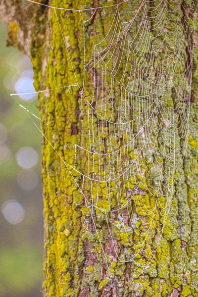 De groene bewaker en zijn filigraan net van Photoart-Naegele