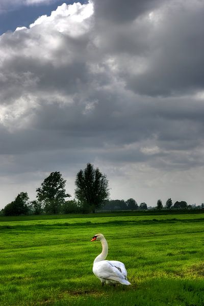 Swan by Paul Schrandt