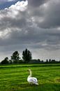 Swan by Paul Schrandt thumbnail