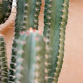 Cactus à Marrakech sur Raisa Zwart